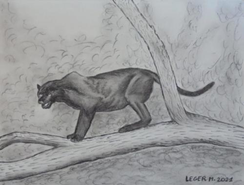 Panthera