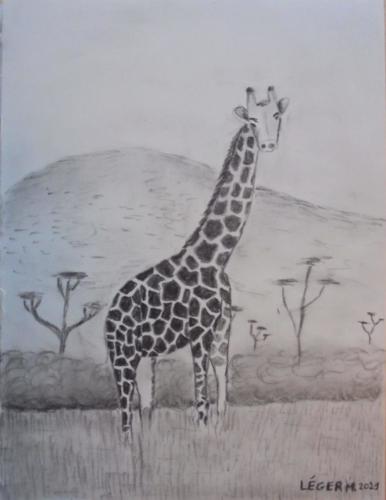 Giraffe in the savannah